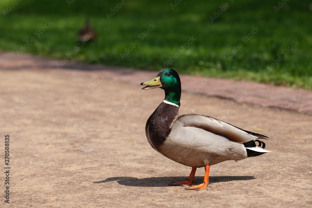one beautiful duck walks in the park one beautiful duck walks in the park