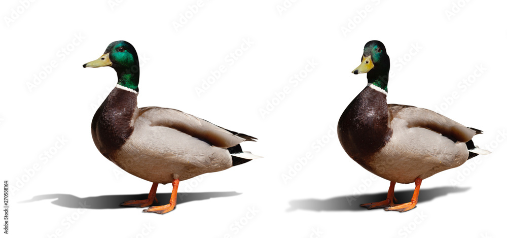 Obraz premium beautiful duck isolated on white background. set