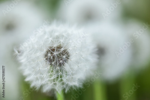 beautiful tender dandelions on a nice spring day