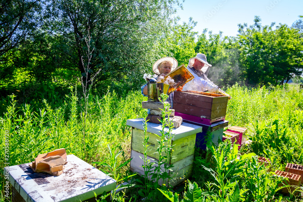 Two elderly apiarists, beekeepers are checking bees on honeycomb Two elderly apiarists, beekeepers are checking bees on honeycomb