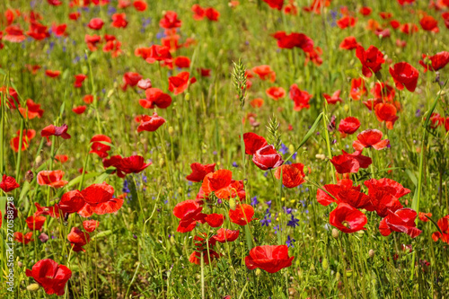 Wild red poppies growing in a fallow field in north east Italy.