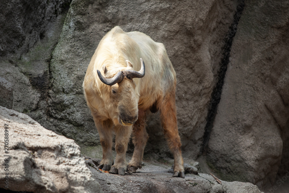 takin stands on a rocky stone surface. beautiful and amazing animal takin stands on a rocky stone surface. beautiful and amazing animal