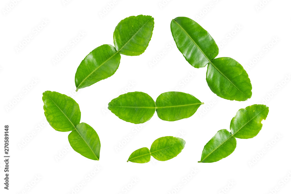 green leaves isolated on white background green leaves isolated on white background