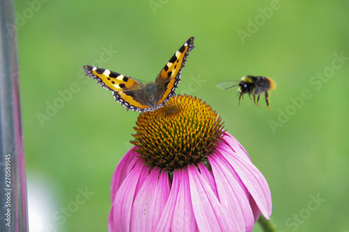 Canvas Print bee and butterfly