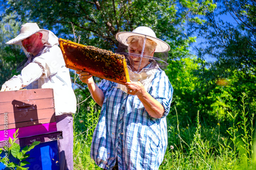 Two elderly apiarists, beekeepers are checking bees on honeycomb
