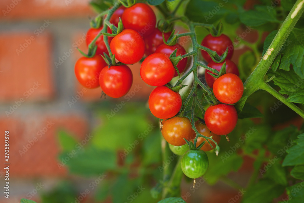 bunch of red ripe cherry tomatoes