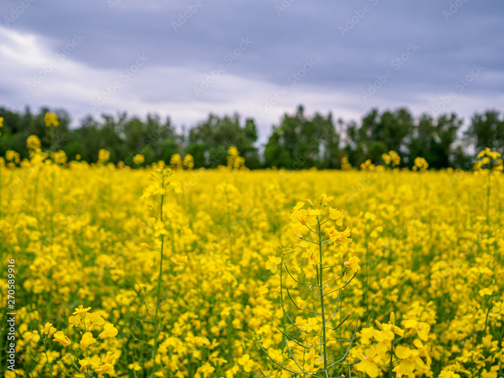 Bright yellow blooming canola on a field with contrasting trees in the background. Agricultural culture of Russia Bright yellow blooming canola on a field with contrasting trees in the background. Agricultural culture of Russia