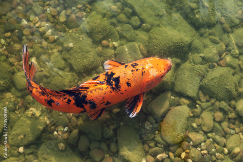 Orange Asian big carp in clear water. © coffeemill