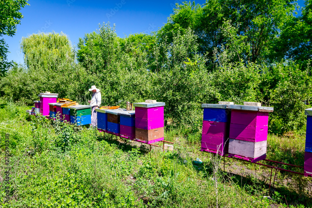 Apiarist, beekeeper is working in apiary, row of beehives, bee farm Apiarist, beekeeper is working in apiary, row of beehives, bee farm