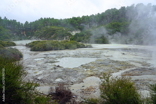 Geothermal craters in the forest in the Waiotapu area of the Taupo Volcanic Zone in New Zealand photo