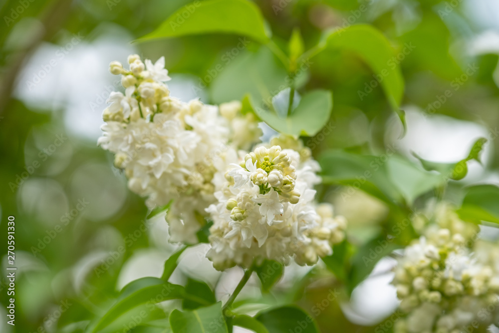 Weißer Flieder (Syringa vulgaris) Weißer Flieder (Syringa vulgaris)