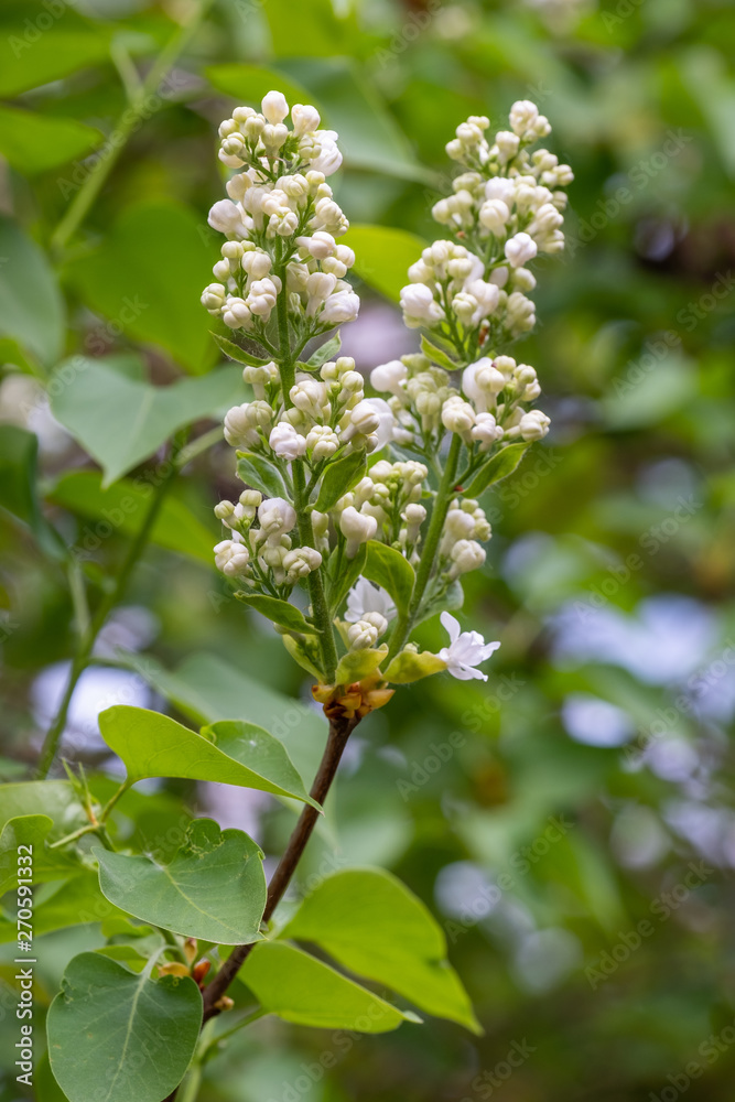 Geschlossene Blüten von weißem Flieder (Syringa vulgaris) Geschlossene Blüten von weißem Flieder (Syringa vulgaris)