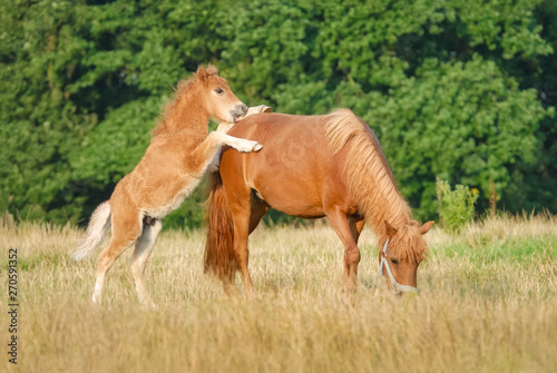  A cute frisky Shetland pony foal playing with its mother in a pasture  the young chestnut colored colt rearing up the front feet on mares back