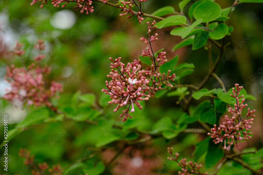 Geschlossene Blüten von rosa Flieder (Syringa vulgaris) Geschlossene Blüten von rosa Flieder (Syringa vulgaris)