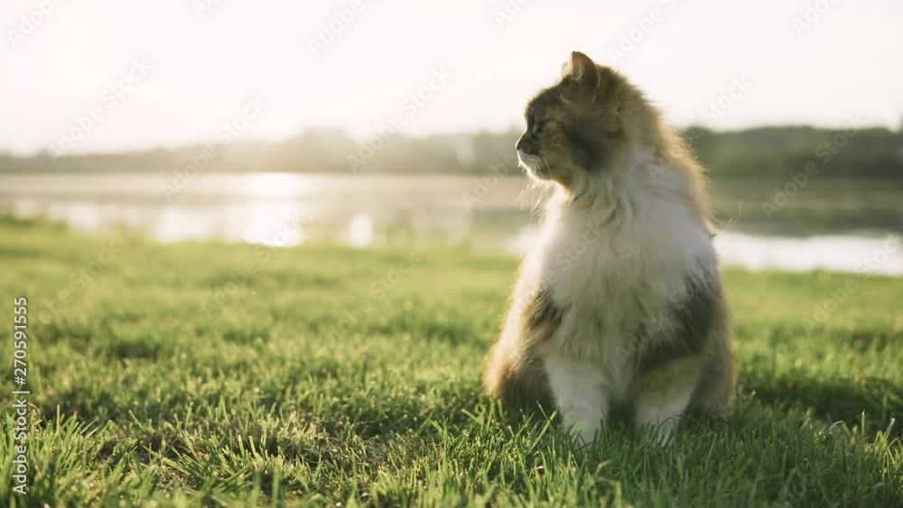 Cat sitting on the grass and looking around on the banks of the river