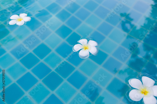 Close up three White Plumeria flowers floating on the pool with blue water background.
