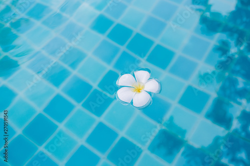 Close up White Plumeria flower floating on the pool with blue water background.