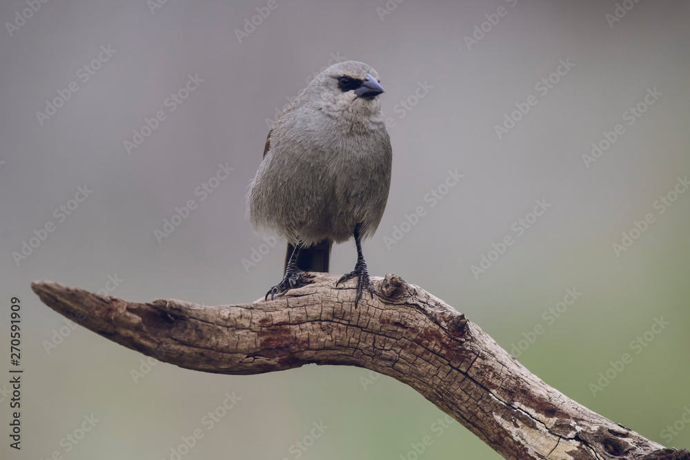 Fototapeta premium Bird eating red fruits,Patagonia Argentina