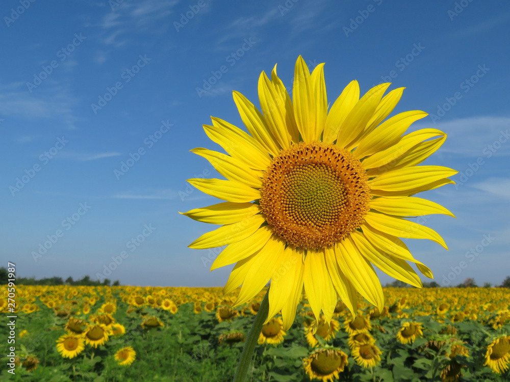 Sunflower in a field on blue sky background. Picturesque rural landscape in sunny day, concept for production of cooking oil Sunflower in a field on blue sky background. Picturesque rural landscape in sunny day, concept for production of cooking oil
