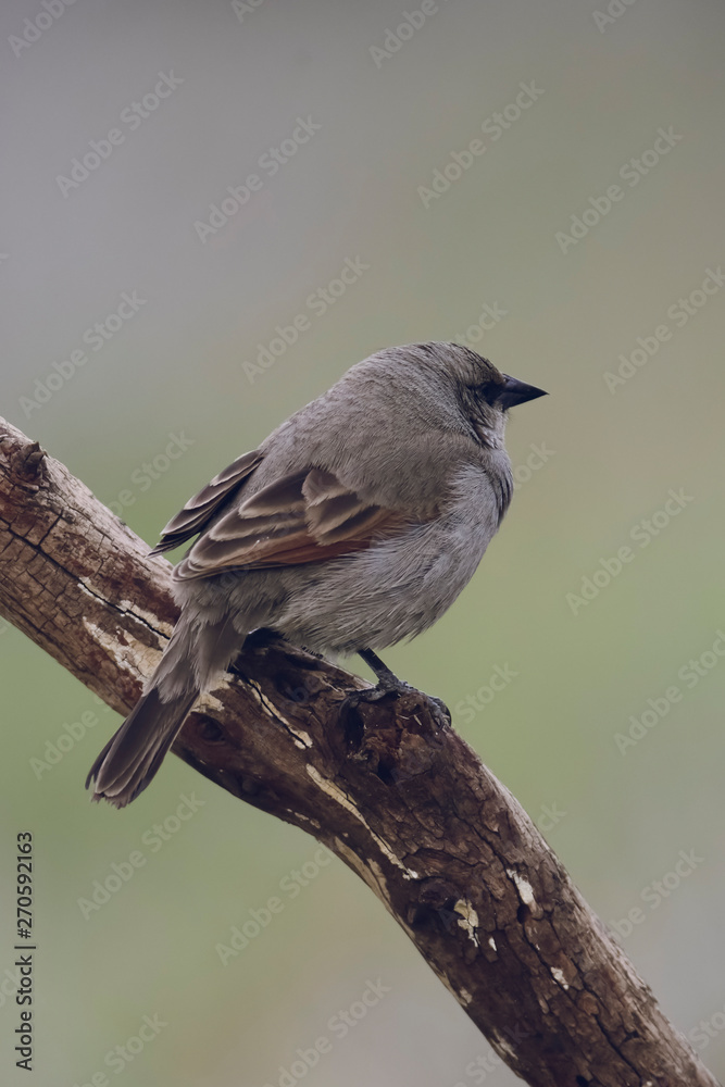 Fototapeta premium Bird eating red fruits,Patagonia Argentina