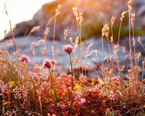 Fototapeta Naklejka Na Ścianę i Meble -  Flowers in summer