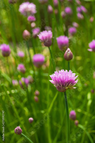 The lilac flowers of a blossoming perennial chive plant, Allium Schoenoprasum