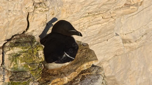 A Razorbill bird snuggles its beak to roost on cliff top