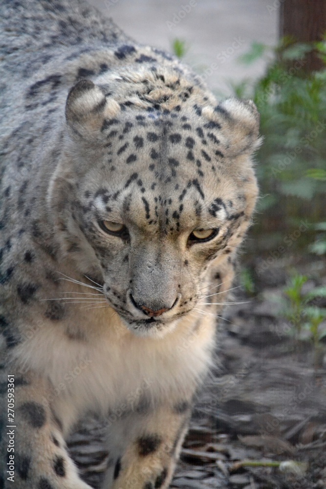 Fluffy snow leopard with pressed ears Fluffy snow leopard with pressed ears