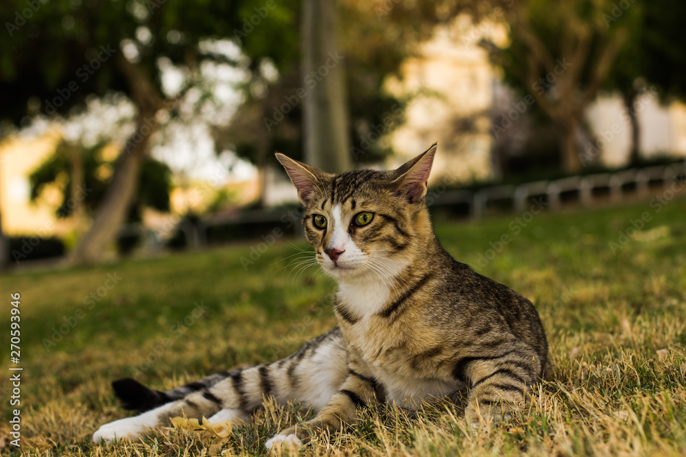 calm street cat portrait lay on a park outdoor green grass meadow and looking side ways