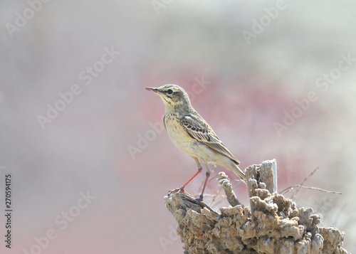 Tawny pipit close-up sits on a small wooden post in the middle of a salt marsh