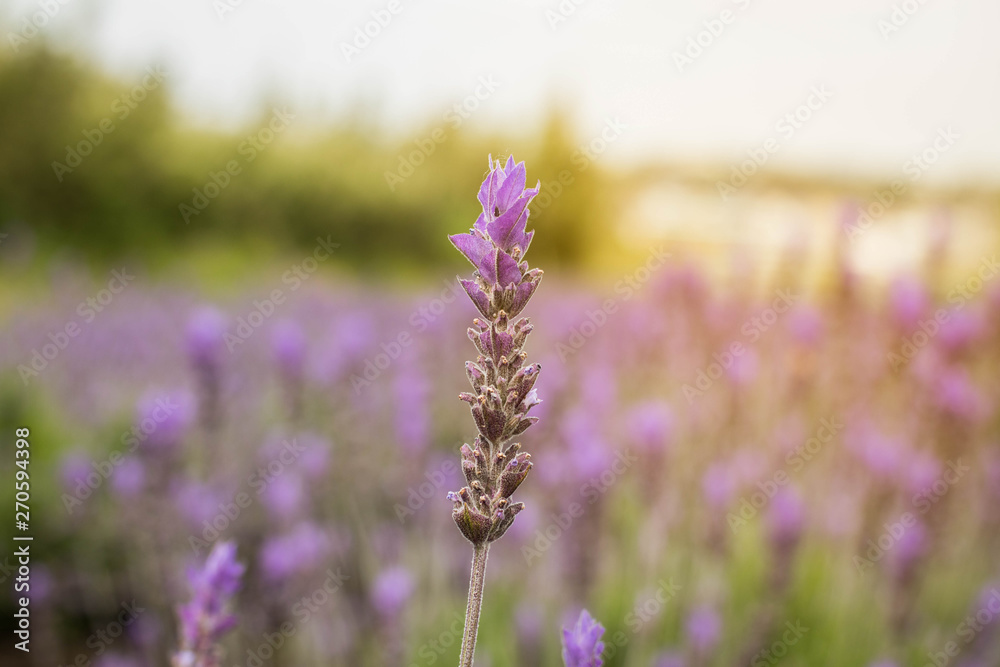 Obraz premium Lavender flower at the garden in the evening. Landscape Orientation