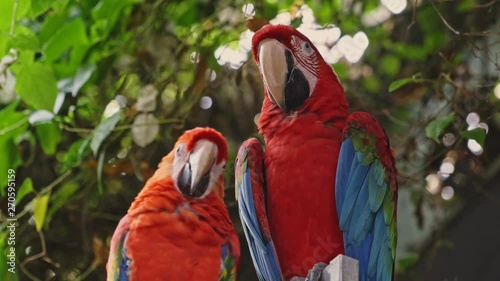 Parrots is a fine stock video that consists of footage of curious parrots in the zoo. You can use this 3840x2160 (4K) bit of footage in any project that depicts documentary, nature and education.  photo