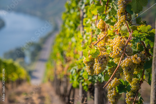 wine and grapes