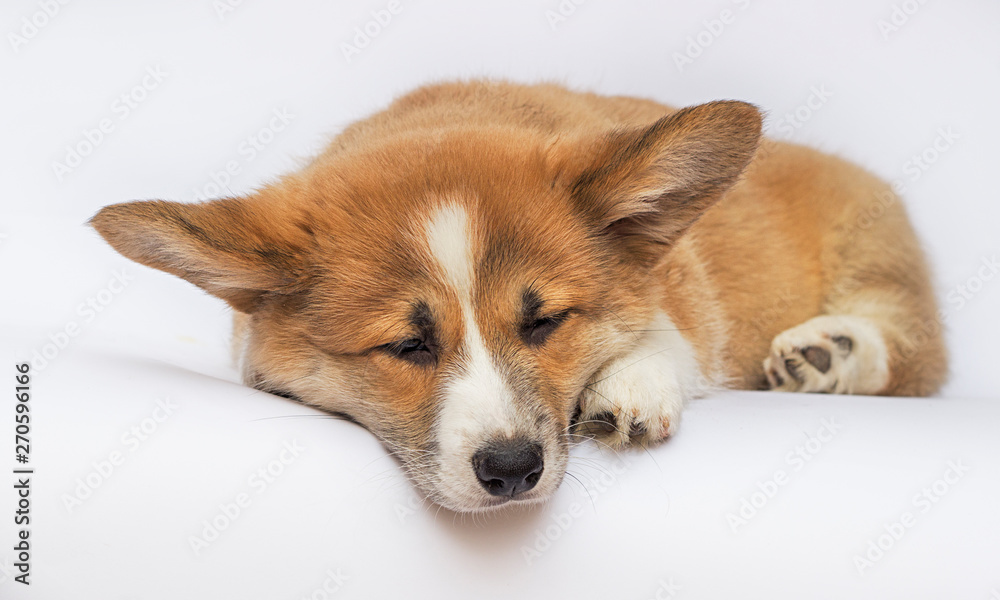 sad puppy sleeping on a white background, welsh corgi breed