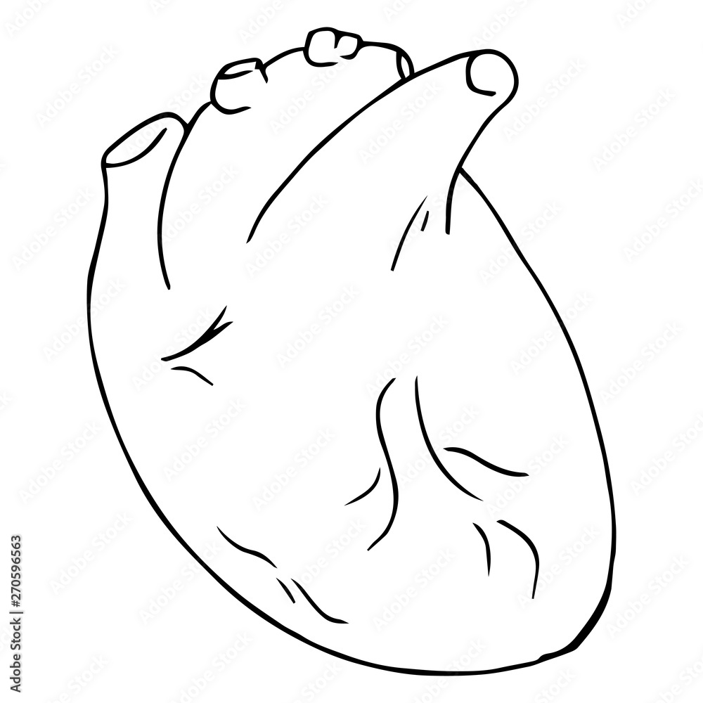 Heart icon. Vector illustration of a human heart. Anatomical heart hand drawn. Heart icon. Vector illustration of a human heart. Anatomical heart hand drawn.