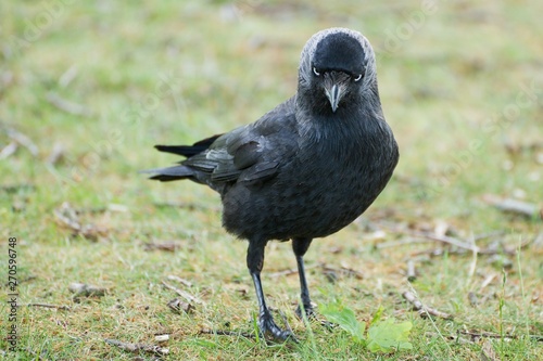 Jackdaw stare with green background