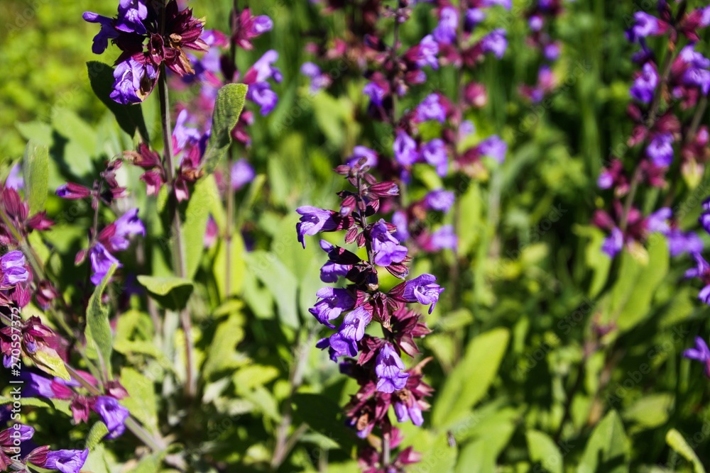 Fototapeta premium Close up of blooming sage (salvia) plant bush in garden bed, Germany