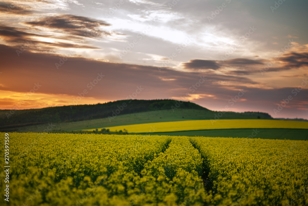 Blooming yellow fields of rapeseed  flowers in countryside at sunset sky