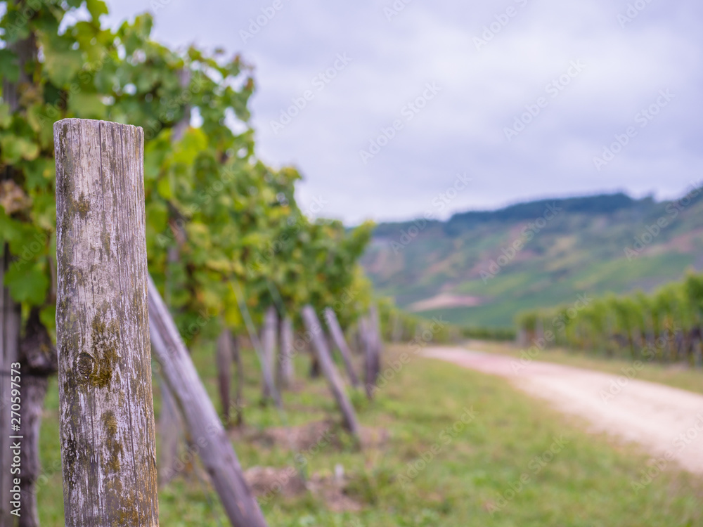 wineyards wineyards