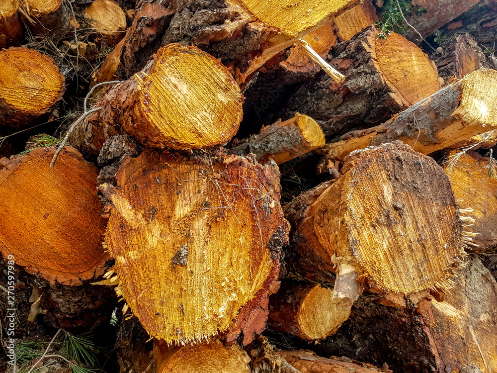 Dry oak firewood stacked in a pile, not chopped whole wood for winter heating fireplace. Natural wood background Dry oak firewood stacked in a pile, not chopped whole wood for winter heating fireplace. Natural wood background