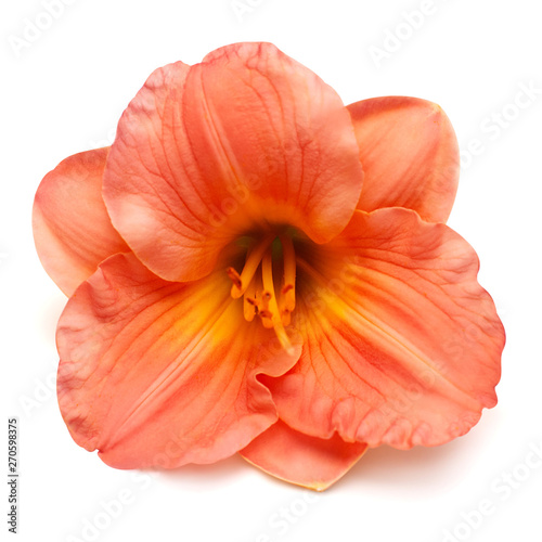 Flower pink day-lily beautiful delicate isolated on white background. Creative spring concept. Floral pattern, object. Flat lay, top view