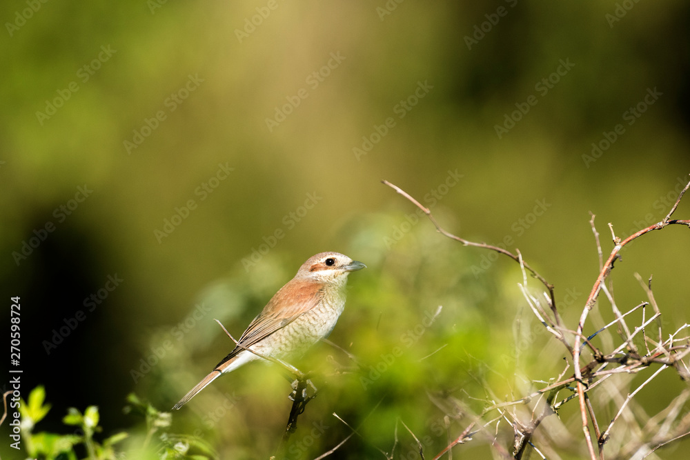 Fototapeta premium Neuntöter Weibchen