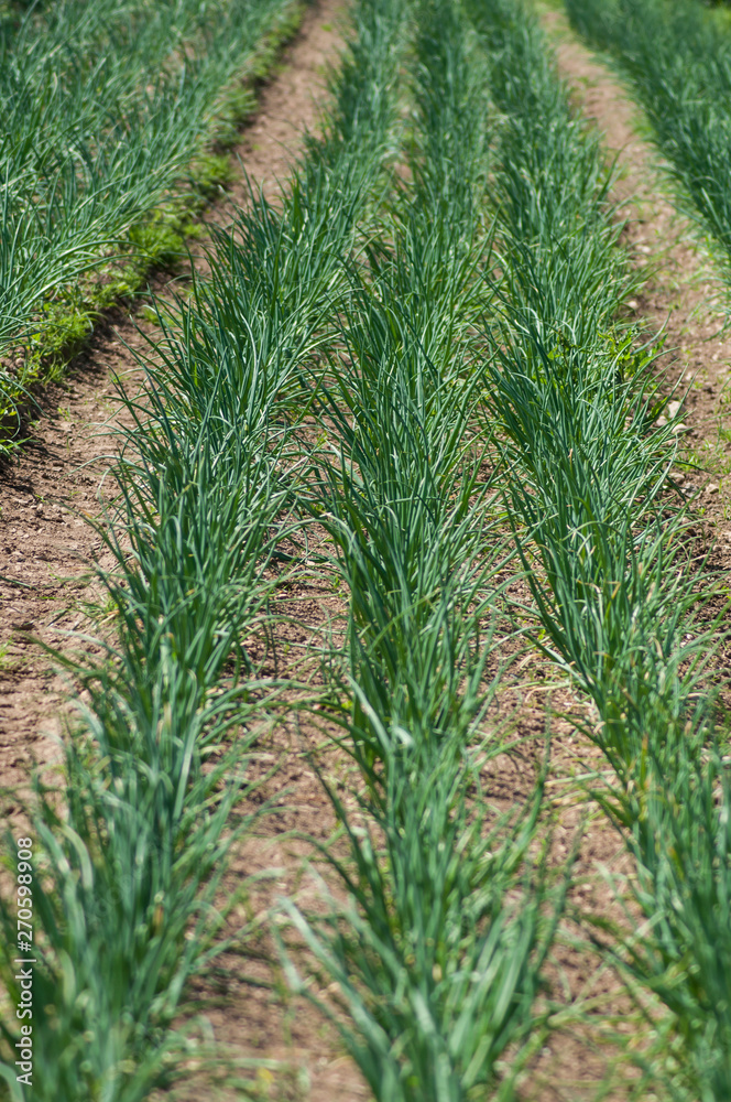 closeup of onion leaves alignment in a field closeup of onion leaves alignment in a field