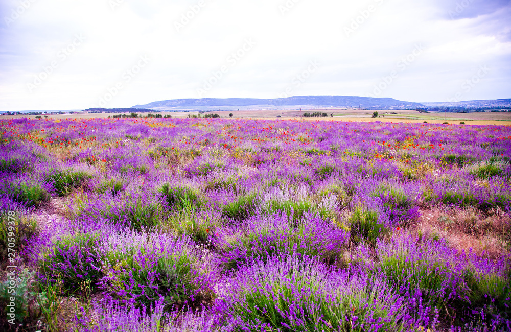 Fototapeta premium Field with flowering lavender and poppies