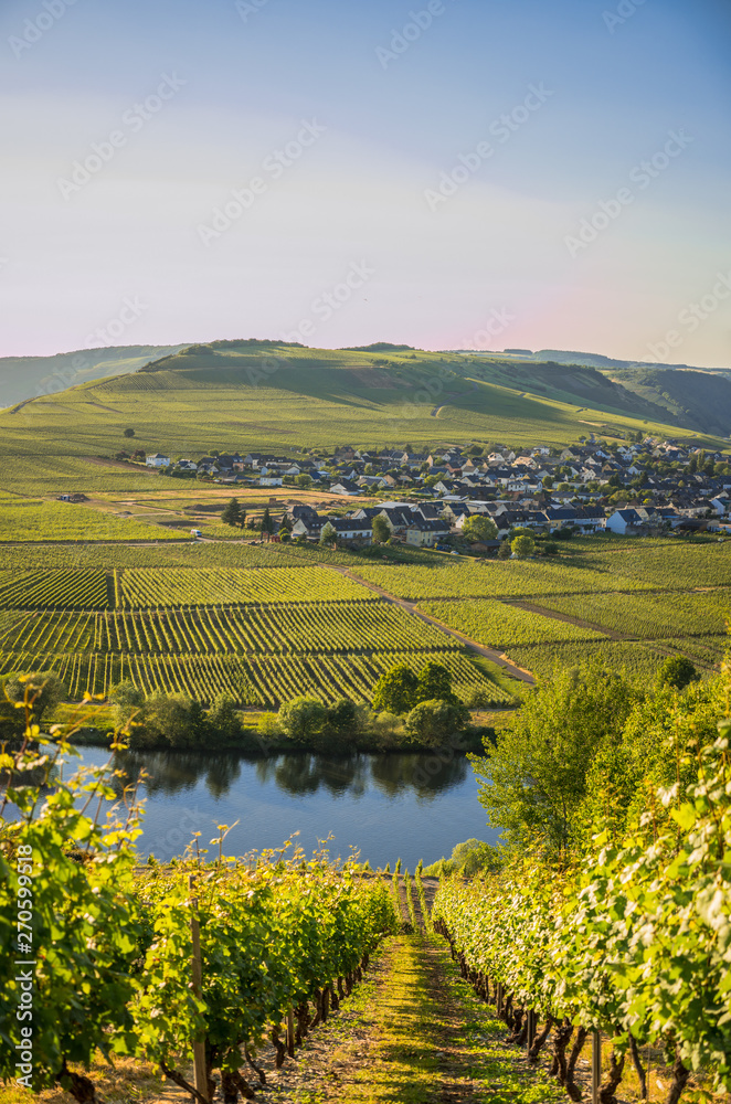 wineyards in mosel valley