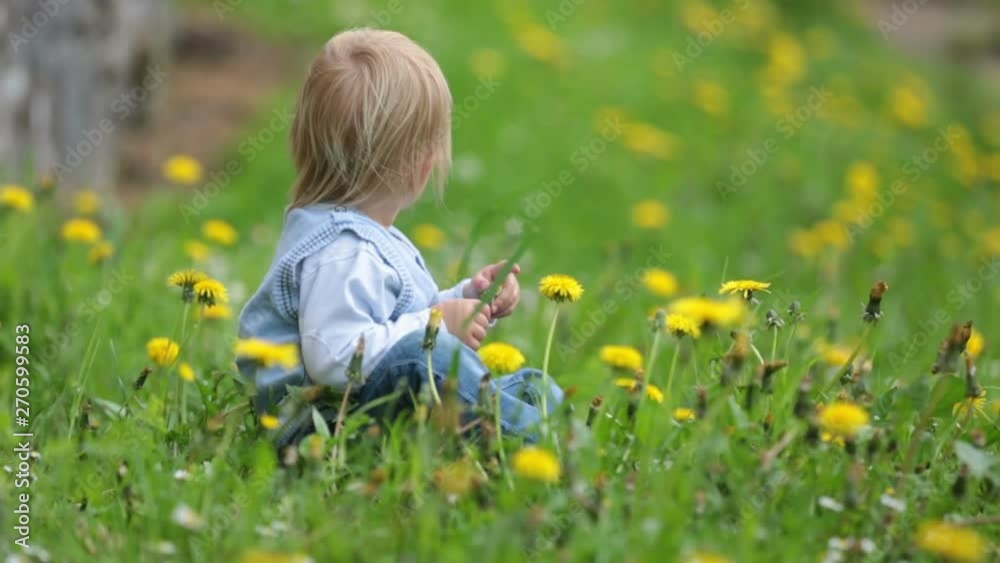 Little cute toddle boy, playing with flowers in dandelion field Little cute toddle boy, playing with flowers in dandelion field