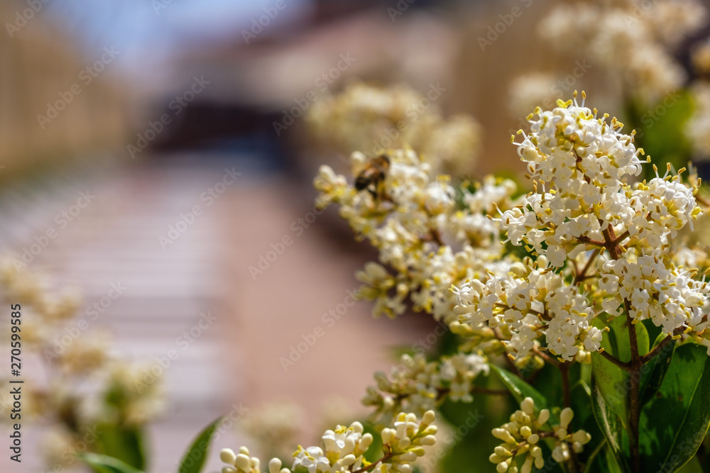 White flowers Privet oval leaf in the garden
