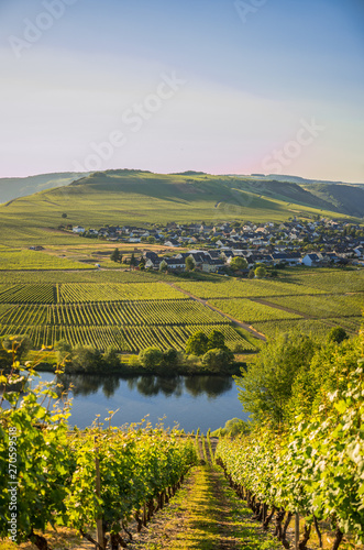 wineyards in mosel valley © fabiangrafdesign