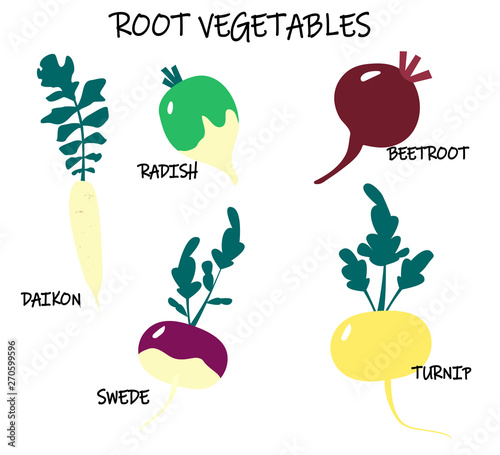 Vector collection of root-crop vegetables - turnip; swede; daikon; beetroot; radish. Seasonal food. Art can be used for packaging design element; menu design.