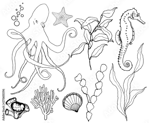 Vector sketch set with underwater wildlife. Hand painted octopus  seahorse  laminaria  starfish and shell isolated on white background. Aquatic line art illustration for design  print or background.